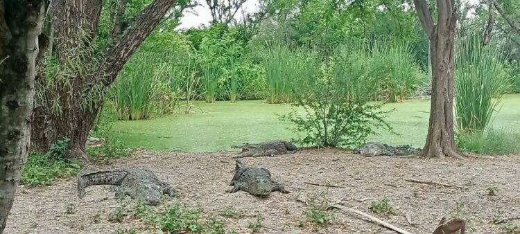 Fortalecen en Tamaulipas capacitación en el manejo de cocodrilos