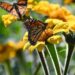 Invertirá Tamaulipas en la protección de la mariposa monarca