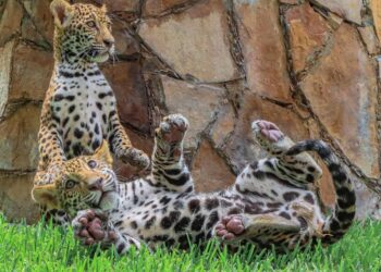 Trasladarán dos cachorros de jaguar a El Cielo. Foto de Gobierno de Tamaulipas