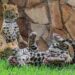 Trasladarán dos cachorros de jaguar a El Cielo. Foto de Gobierno de Tamaulipas