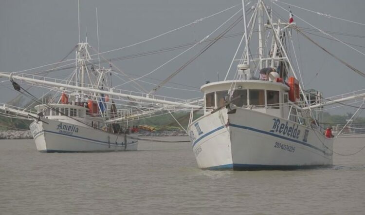 La flota camaronera de Tamaulipas, la más grande del Golfo de México