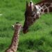 Convocan a elegir nombre para jirafa macho del Zoológico Tamatán