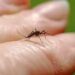 Incrementan 585 por ciento casos de dengue en Tamaulipas. Foto de Archivo