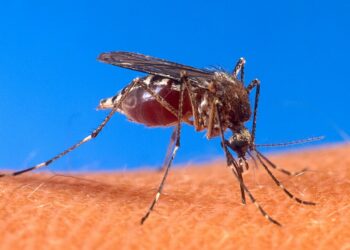 El 2025 será un año con mayor riesgo de casos de dengue | Foto : Web