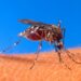 El 2025 será un año con mayor riesgo de casos de dengue | Foto : Web