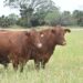 Exportación de carne empaquetada, alternativa ante cierre de frontera | Foto de Archivo