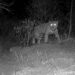 Aclara Comisión de Parques y Biodiversidad: jaguar atropellado no corresponde a Tamaulipas