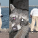 Solicitan apoyo para localizar a agresor de mapaches en Miramar. Fotos de Salvemos a Benito