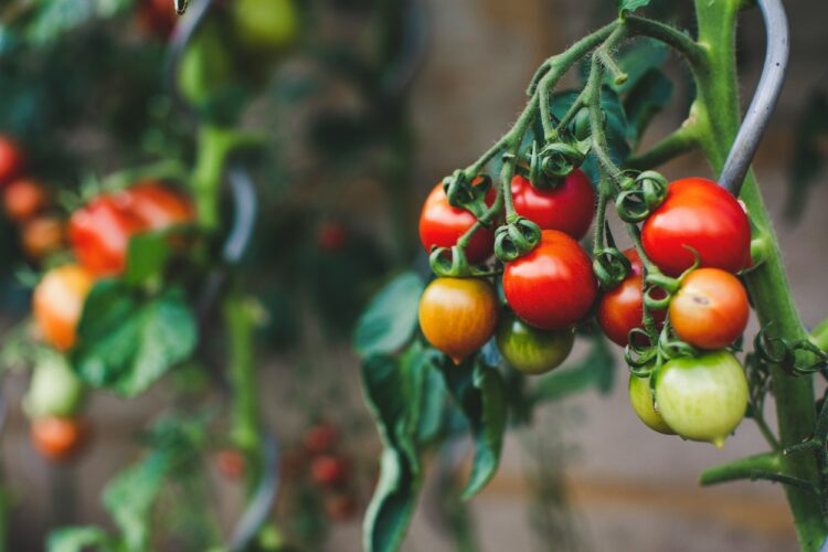 México negociará para evitar cuota a jitomate. Foto de Unsplash