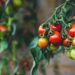 México negociará para evitar cuota a jitomate. Foto de Unsplash