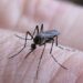 En lo que va del 2025, en Tamaulipas se registran 251 casos de dengue. Foto de web