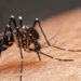 Dengue en Tamaulipas. Foto de Unsplash