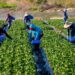 Esperan al menos 200 trabajadores agrícolas de Tamaulipas cambios en políticas migratorias de EE.UU.