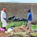 Desaparecidos en Las Agujas, Jalisco | Foto: Cuenta de X de @GuerrerosJalisc