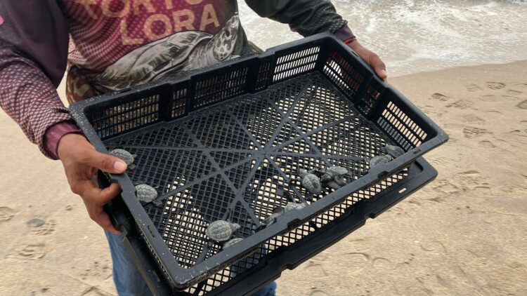 Liberación de tortuga lora en Ciudad Madero. Foto de Tania Villanueva/EnUn2x3
