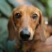 ¿Quién se queda con el perro? Congreso de CDMX aprueba reforma sobre custodia de mascotas. Foto de Unsplash