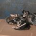 Reconoce Colectivo Animalista a Municipio por apoyar derechos de los animales