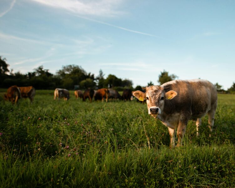 Presentarán proyecto para fortalecer producción nacional de carne; Tamaulipas será incluido en segunda fase. Foto de Unsplash