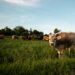 Presentarán proyecto para fortalecer producción nacional de carne; Tamaulipas será incluido en segunda fase. Foto de Unsplash