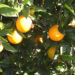 Buscan reconocimiento nacional e internacional para la naranja tamaulipeca. Foto de Gobierno de México