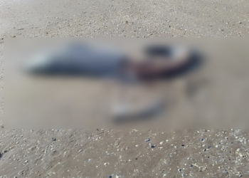 Denuncian cacería de delfines en Playa Bagdad. Foto de Conibio Global