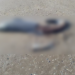 Denuncian cacería de delfines en Playa Bagdad. Foto de Conibio Global