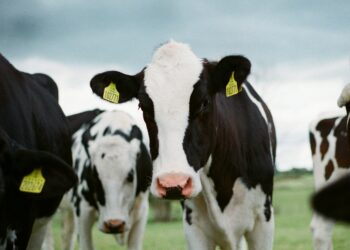 Darán insumos a pequeños ganaderos ante casos de gusano barrenador en Tamaulipas. Foto de Unsplash