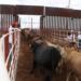 Productores confían en apertura gradual a la exportación de ganado. Foto de Gobierno de México