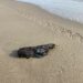Descartan afectaciones en turismo ante detección de hidrocarburo en playas de Tamaulipas. Foto de Semar