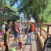 REGISTRA ZOOLÓGICO DE NUEVO LAREDO ALTA AFLUENCIA DURANTE PERIODO VACACIONAL
