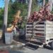 Activa Municipio operativo de limpieza y prevención por fuertes vientos en Victoria