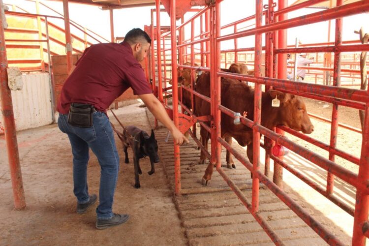 Avanza Tamaulipas en control del gusano barrenador con apoyo de binomios caninos