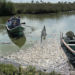 Mortandad de peces en el sur de Tamaulipas se dio por salinidad en el sistema. Foto de Facebook La Razón Tampico