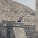 Al menos dos muertos y tres heridos tras balacera en la zona arqueológica de Teotihuacán. Foto tomada de video