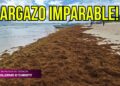 El Caribe mexicano se llena de sargazo: recogen 39 mil toneladas