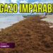 El Caribe mexicano se llena de sargazo: recogen 39 mil toneladas