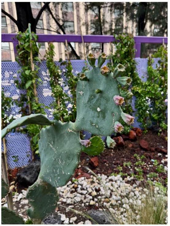 Raíces de asfalto. Entre vallas moradas y grava decorativa, la vegetación recién inauguradaexhibe las consecuencias de la prisa por abrir un jardín al que nadie tiene urgencia para visitar