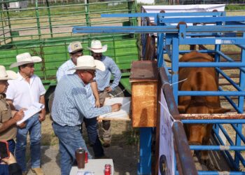 NUEVO LAREDO FORTALECE SU VOCACIÓN GANADERA CON EL SEGUNDO CONCURSO DEL NOVILLO GORDO 2026